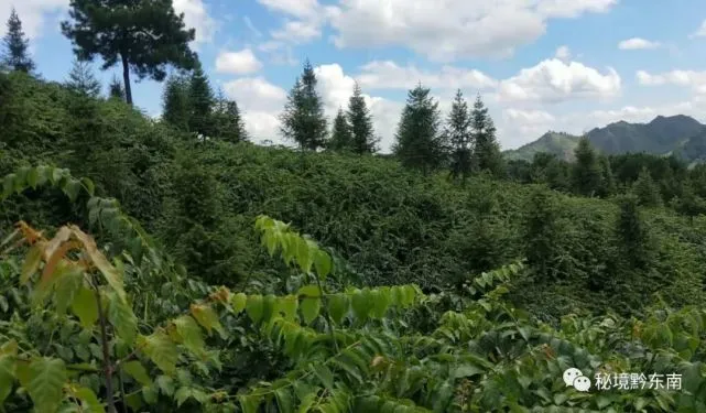 钩藤种植骗局_种植钩藤有没有前景_种植钩藤致富