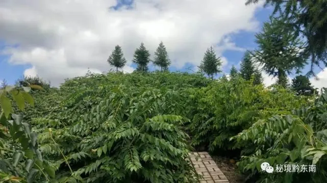 钩藤种植骗局_种植钩藤致富_种植钩藤有没有前景