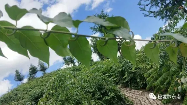 种植钩藤有没有前景_钩藤种植骗局_种植钩藤致富