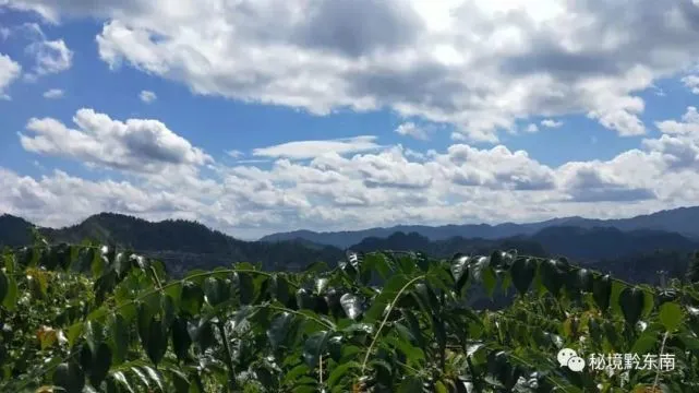 种植钩藤有没有前景_种植钩藤致富_钩藤种植骗局