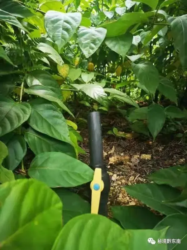 种植钩藤有没有前景_钩藤种植骗局_种植钩藤致富