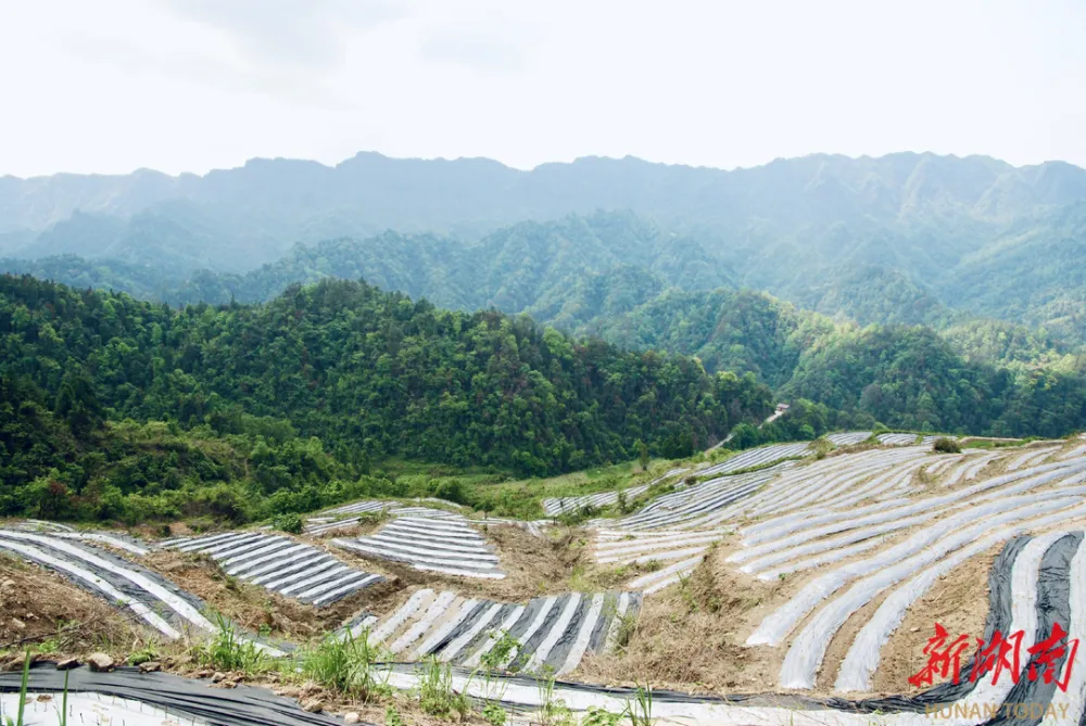 致富茶叶种植模式有哪些_茶叶种植致富模式_茶农致富