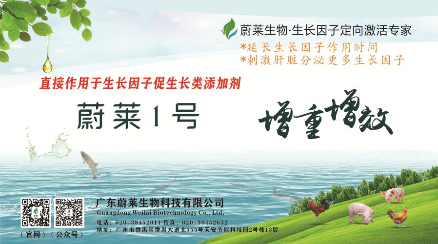 淡水石斑鱼多少钱一条_淡水石斑鱼价值_致富经淡水石斑鱼