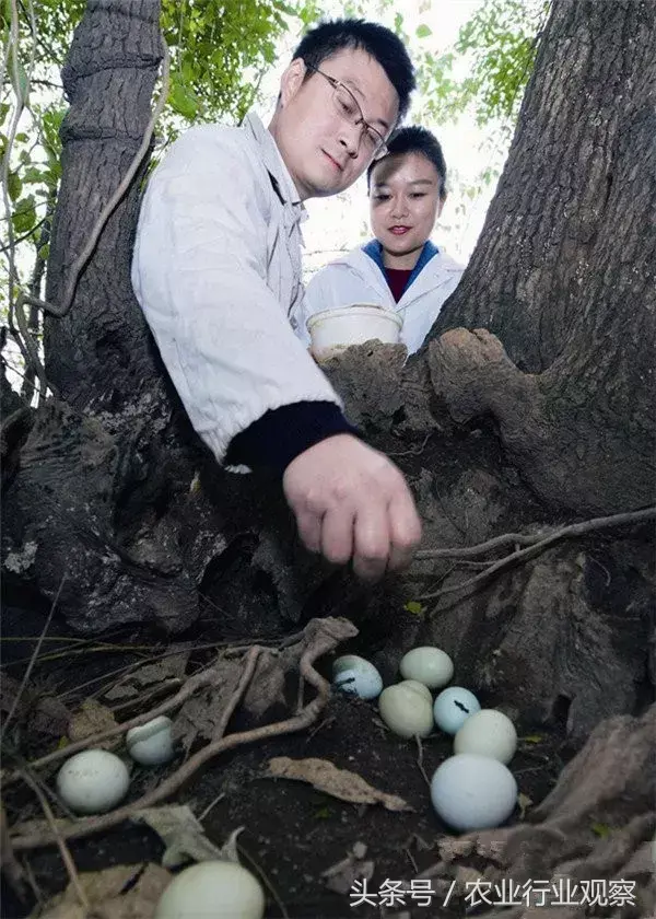 农业致富难？这对80后小夫妻卖土鸡蛋月入3万，怎么做到的