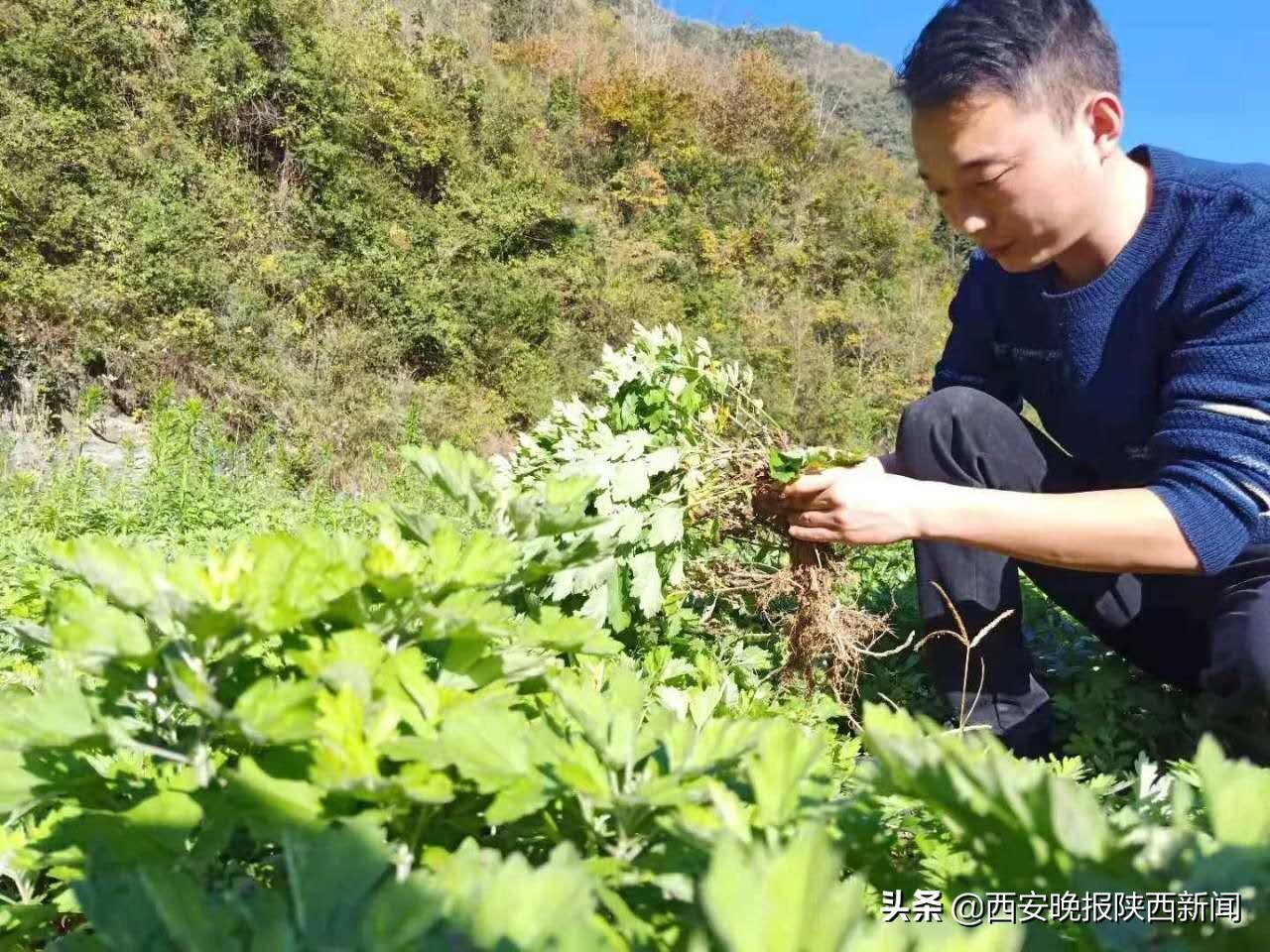 紫阳致富带头人王华：一把艾草“铺”出一条致富路