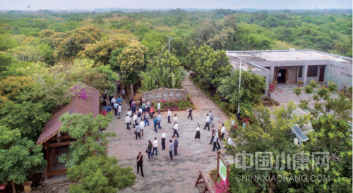 致富经生姜种植技术视频_农村种植生姜致富_农村生姜栽培种植技术