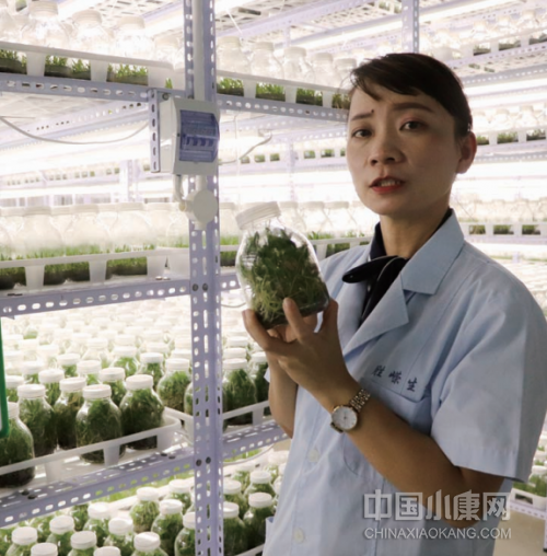农村生姜栽培种植技术_农村种植生姜致富_致富经生姜种植技术视频
