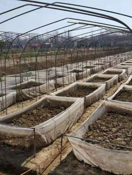 水蛭养殖技术1_养殖水蛭技术书_养殖水蛭技术大全视频