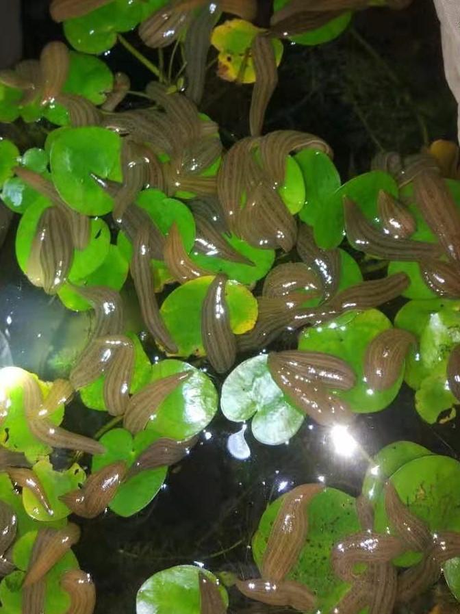 养殖水蛭技术大全视频_水蛭养殖技术1_养殖水蛭技术书