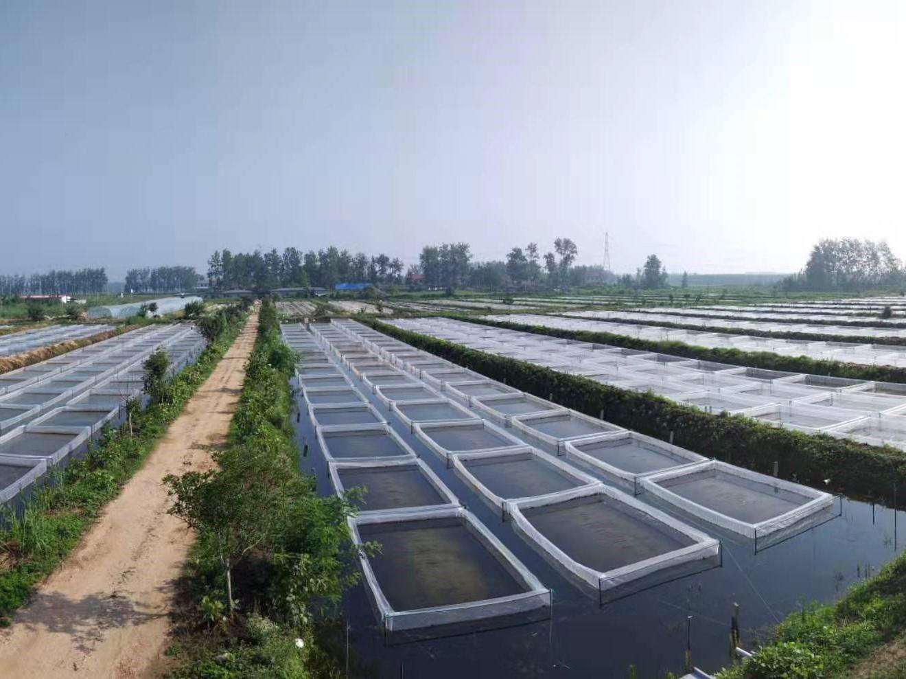 水蛭养殖技术1_养殖水蛭技术书_养殖水蛭技术大全视频