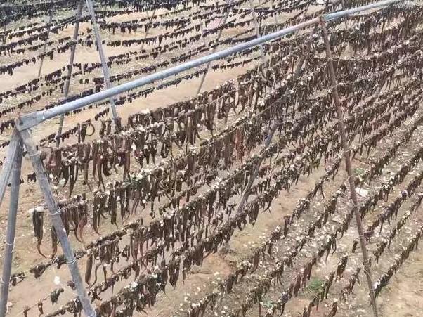 养殖水蛭技术大全视频_养殖水蛭技术书_水蛭养殖技术1