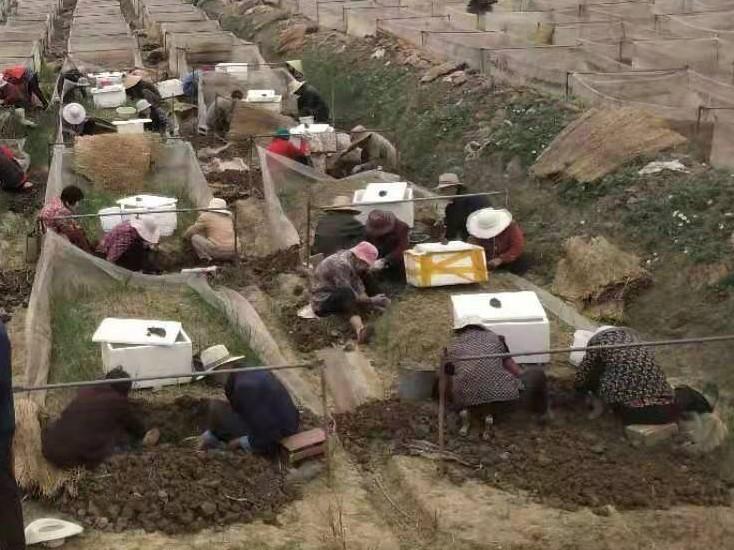 养殖水蛭技术大全视频_养殖水蛭技术书_水蛭养殖技术1
