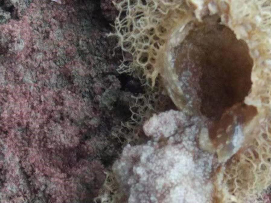 养殖水蛭技术大全视频_养殖水蛭技术书_水蛭养殖技术1