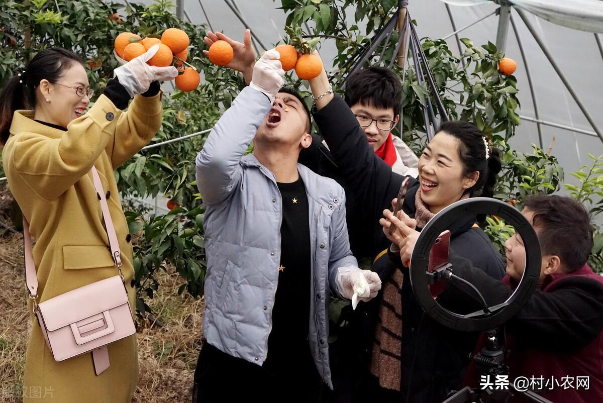 致富经女人种金针菇_种金针菇是真的吗_金针菇种植赚钱吗