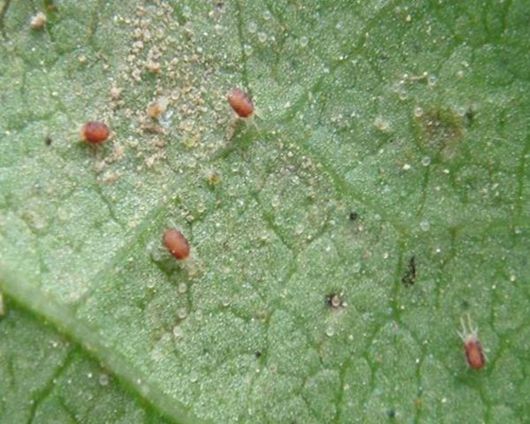 夏大棚黄瓜种植管理技术_黄瓜大棚_黄瓜栽培管理技术大棚黄瓜