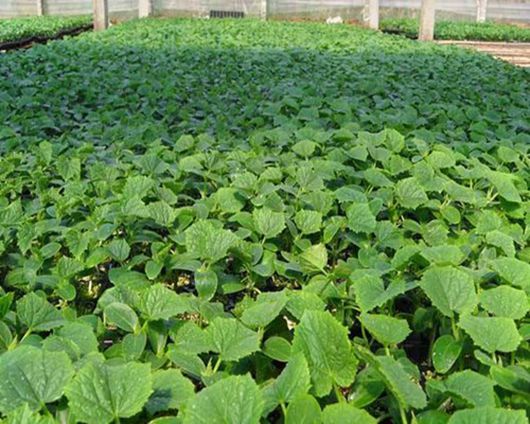 黄瓜栽培管理技术大棚黄瓜_夏大棚黄瓜种植管理技术_黄瓜大棚