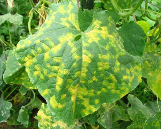 黄瓜大棚_夏大棚黄瓜种植管理技术_黄瓜栽培管理技术大棚黄瓜