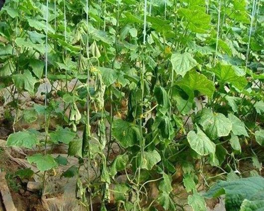 夏大棚黄瓜种植管理技术_黄瓜大棚_黄瓜栽培管理技术大棚黄瓜