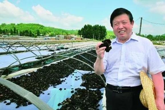 致富经生姜种植技术视频_农村种植生姜致富_生姜种植合作