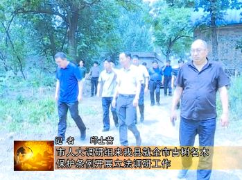 夏南牛养殖技术_夏南牛养殖视频_夏南牛牛犊价格