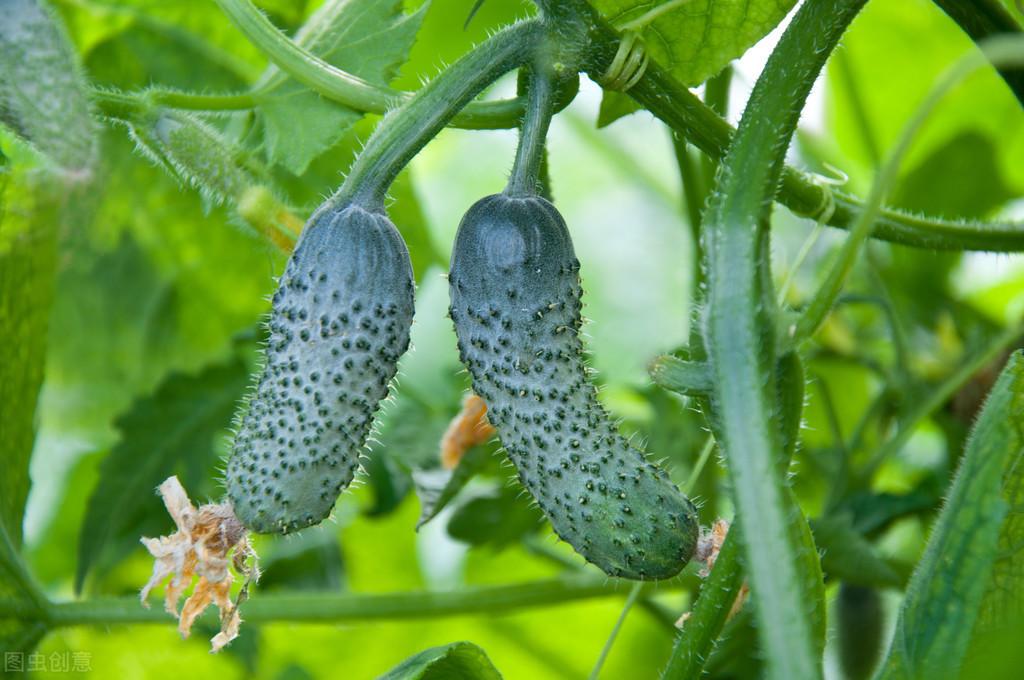 夏大棚黄瓜种植管理技术_黄瓜的大棚种植技术_黄瓜的大棚种植