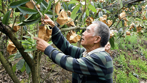 种植枇杷技术要点_枇杷种植技术_种植枇杷技术要求