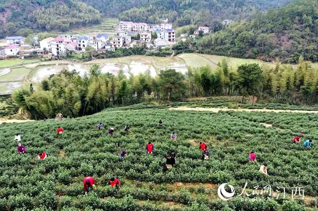 茶叶种植致富模式_致富茶叶种植模式有哪些_茶农致富