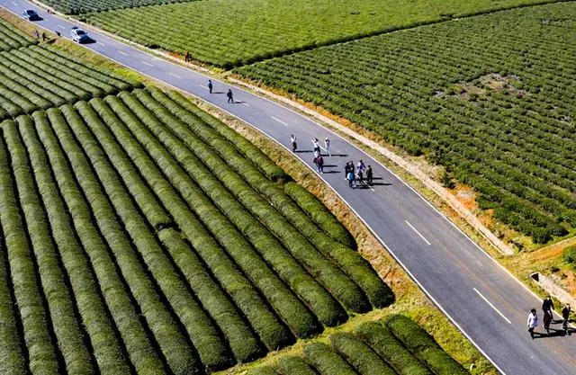 茶农致富_致富茶叶种植模式有哪些_茶叶种植致富模式
