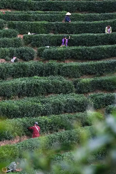 茶农致富_致富茶叶种植模式有哪些_茶叶种植致富模式