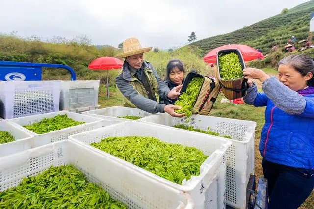茶农致富_致富茶叶种植模式有哪些_茶叶种植致富模式