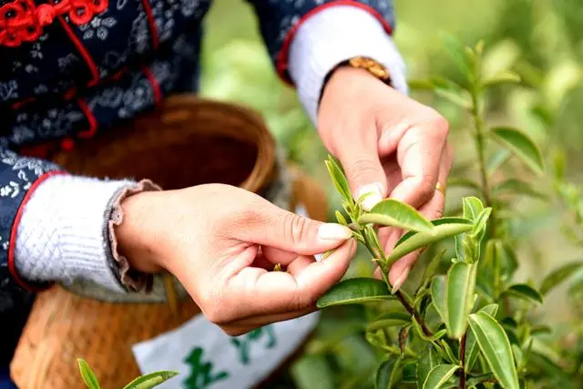 茶叶种植致富模式_茶农致富_致富茶叶种植模式有哪些