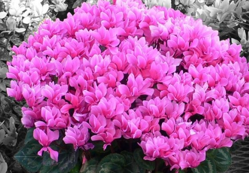 2019年容易赚钱的种植项目有哪些：食用菌,花卉,多肉植物