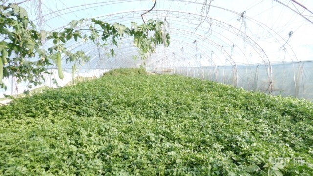 蔬菜大棚种菜赚钱吗_蔬菜大棚种植致富新希望_2020年蔬菜种植大棚前景