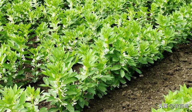 胡豆栽培技术_胡豆种植气候要求_春季胡豆种植技术