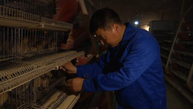 民权鹌鹑养殖致富_河南鹌鹑养殖_鹌鹑规模养殖致富