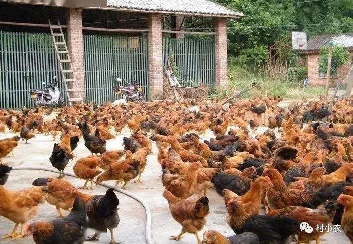 搞一个农业公司养殖什么最赚钱？返乡创业搞这4个养殖项目，避免这2个坑