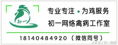 柴鸡养殖前景如何_柴鸡养殖技术成本_养殖柴鸡需要些什么手续