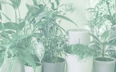 盆栽铁皮石斛种植方法