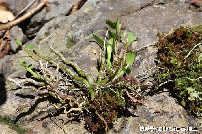 如何种植铁皮石斛盆栽？几个小技巧教给你