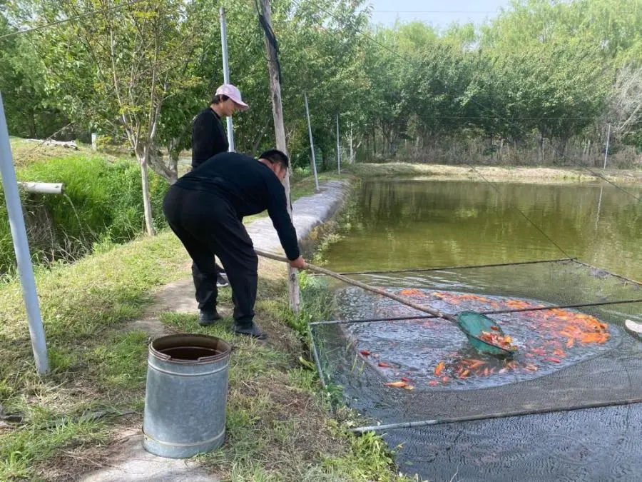 淡水养殖鱼_淡水养殖鱼纯利润大约多少_靠养淡水鱼致富经