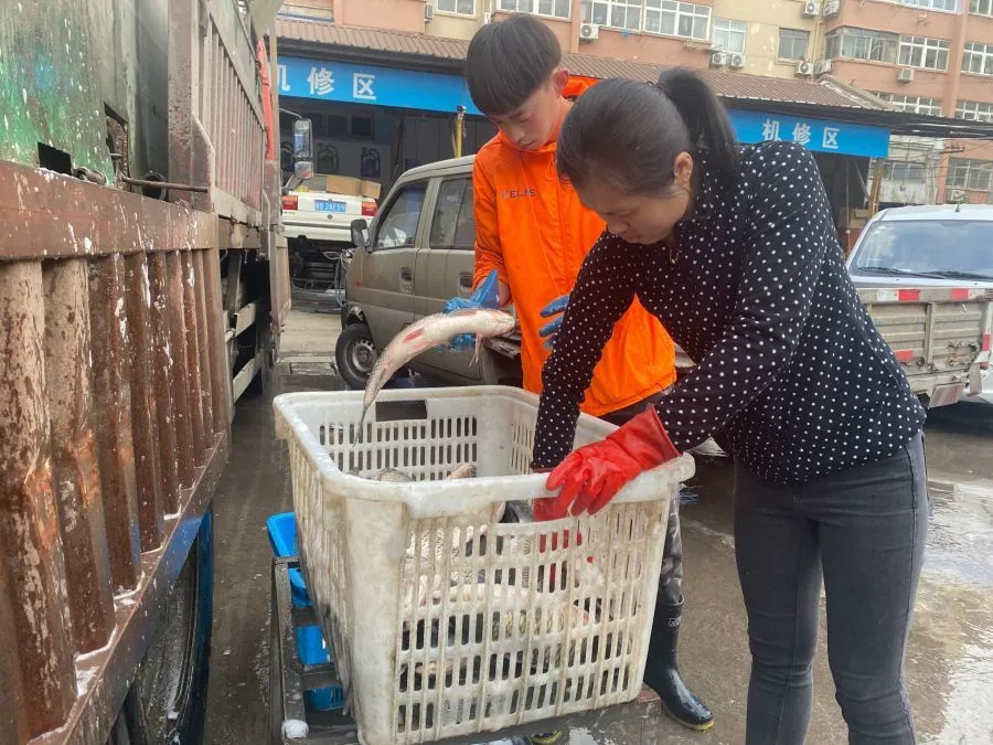 淡水养殖鱼纯利润大约多少_靠养淡水鱼致富经_淡水养殖鱼
