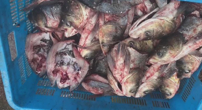淡水养殖鱼_靠养淡水鱼致富经_淡水养殖鱼纯利润大约多少