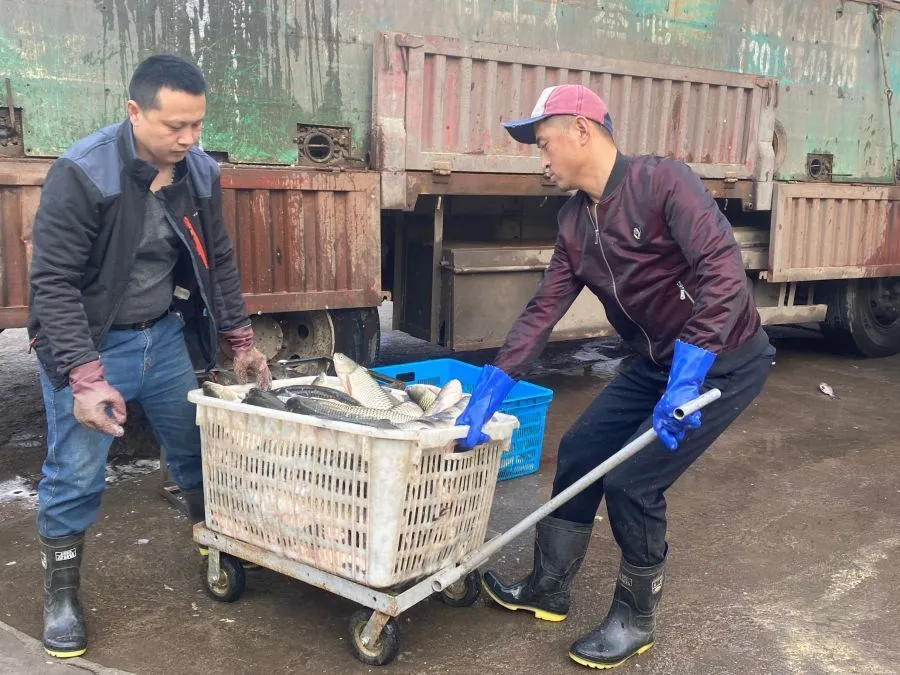 淡水养殖鱼_靠养淡水鱼致富经_淡水养殖鱼纯利润大约多少