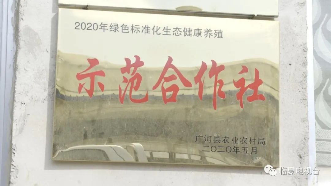 农业养殖致富项目养羊_致富养殖农业养羊项目有哪些_致富经创业项目农村养殖羊