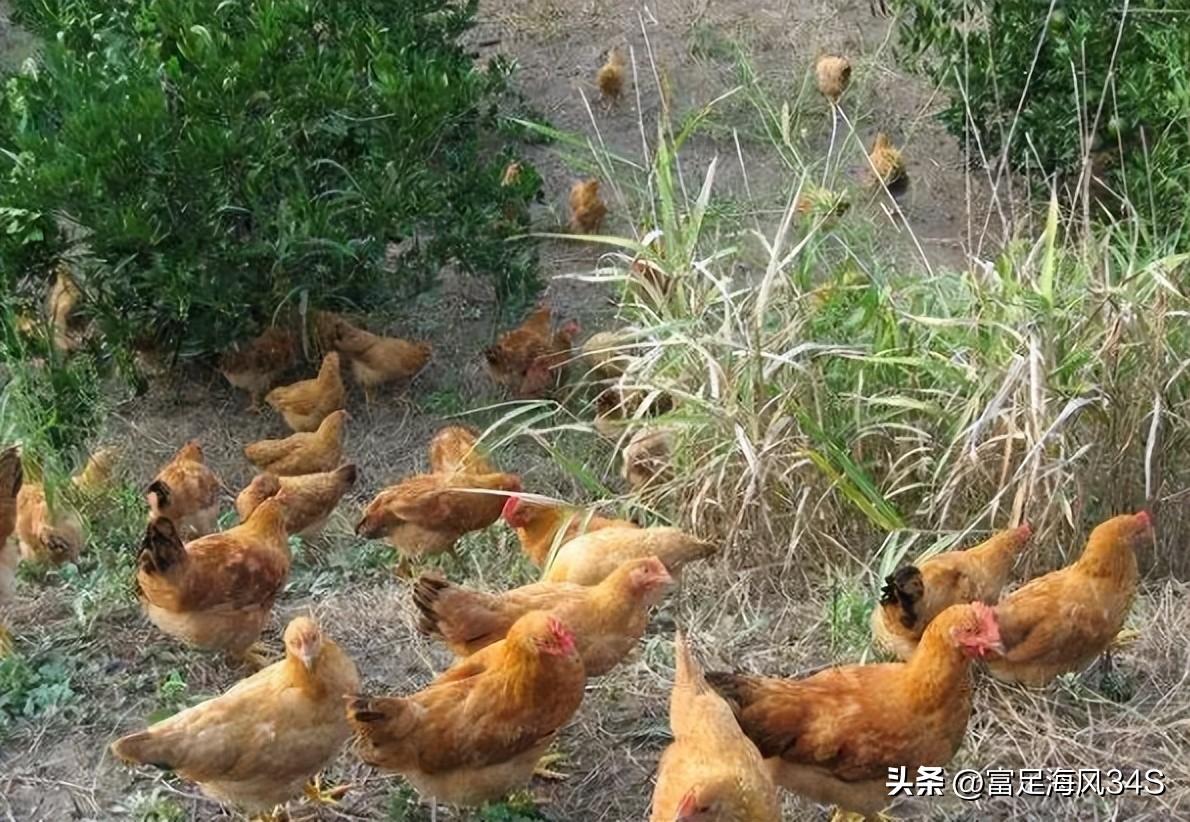 柴鸡养殖前景如何_养殖柴鸡的利润与成本_柴鸡养殖技术成本