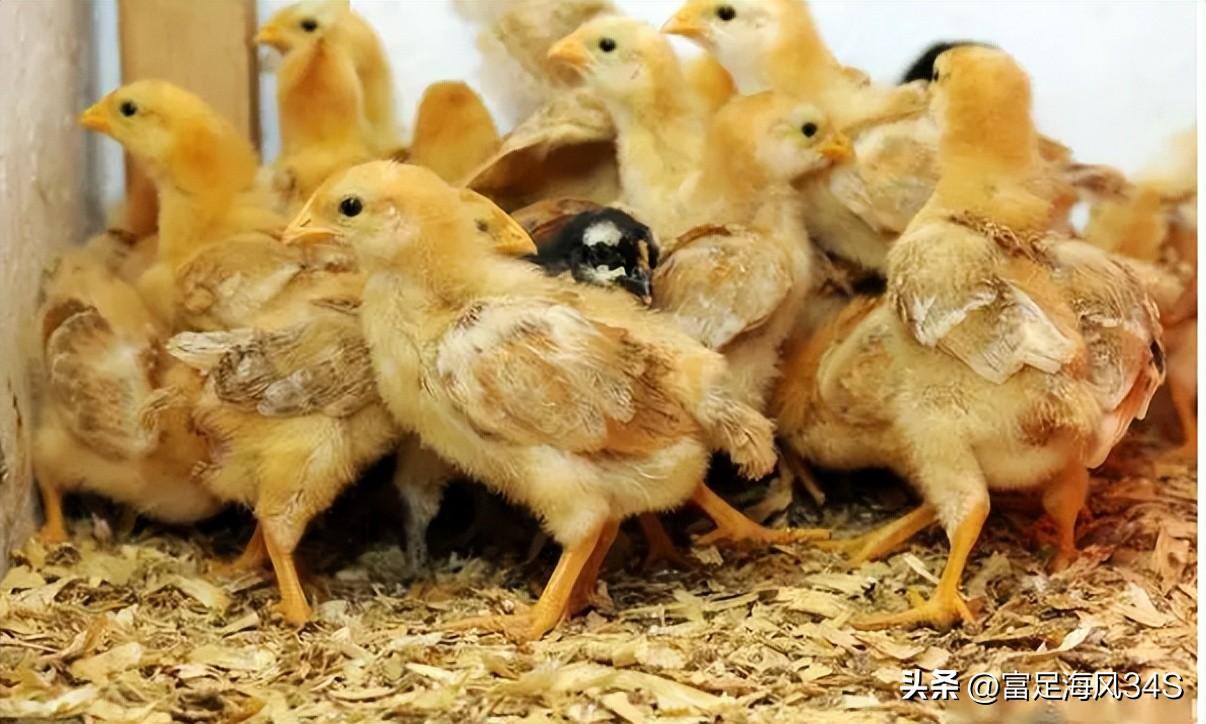 柴鸡养殖技术成本_养殖柴鸡的利润与成本_柴鸡养殖前景如何