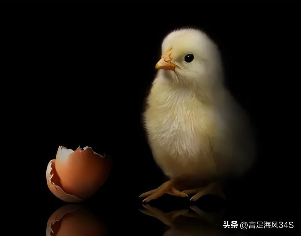 柴鸡养殖前景如何_柴鸡养殖技术成本_养殖柴鸡的利润与成本