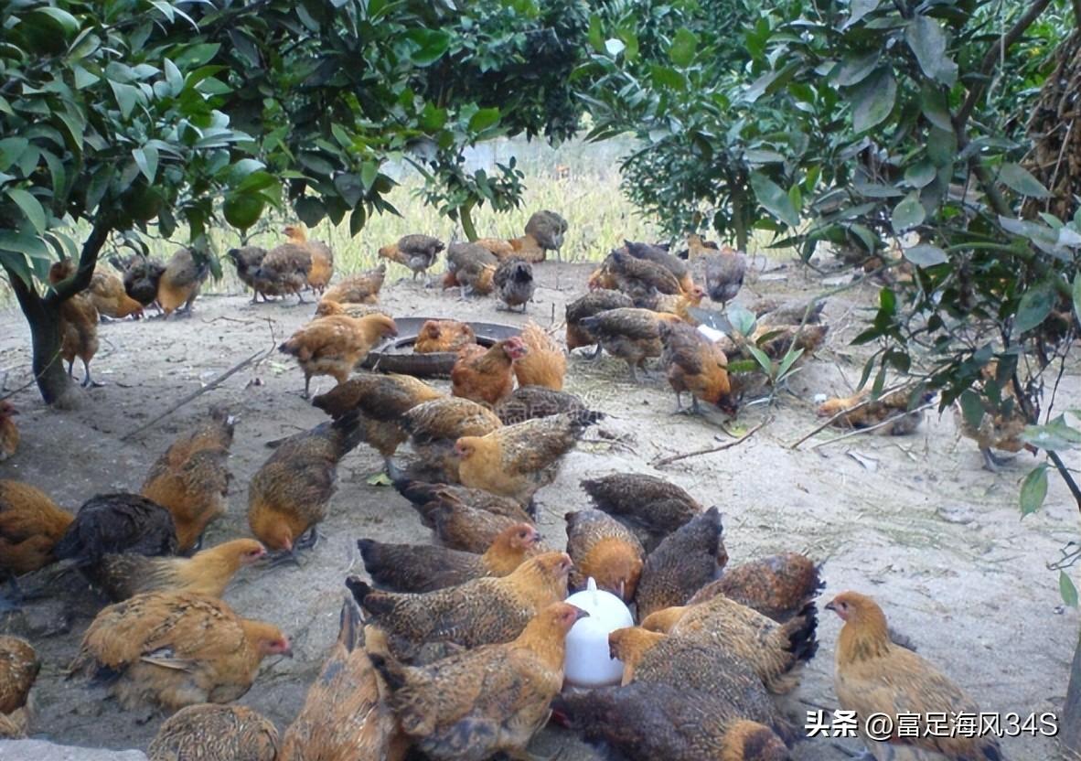 养殖柴鸡的利润与成本_柴鸡养殖技术成本_柴鸡养殖前景如何