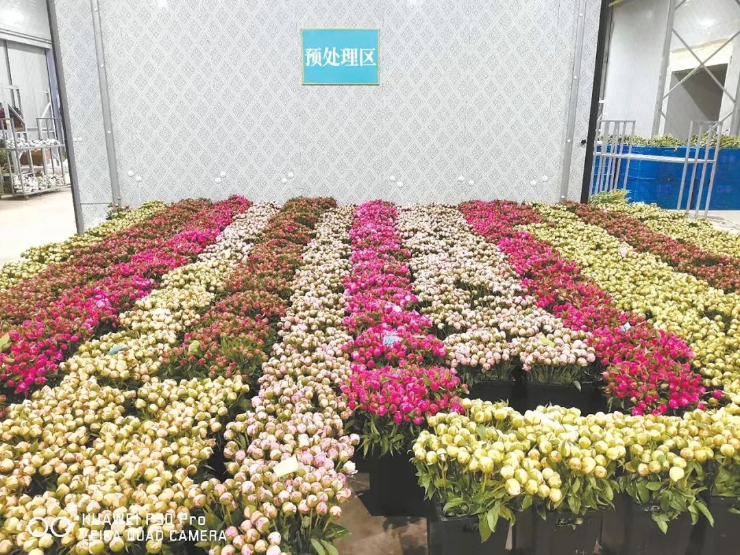 动工，为了芍药相伴的春天——山东菏泽芍药鲜切花产业成长记