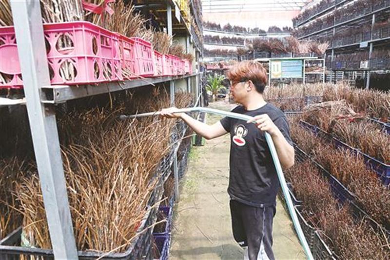 牡丹芍药的种植及经济价值_牡丹芍药种植致富_牡丹致富种植芍药怎么样
